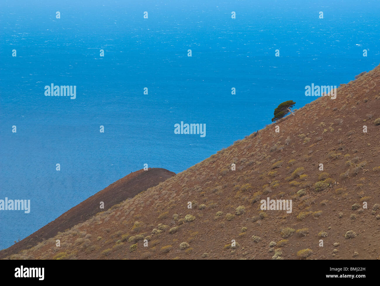 Petit arbre sur le versant d'un volcan dormant sur El Hierro, Îles Canaries, avec l'océan Atlantique à l'arrière-plan Banque D'Images