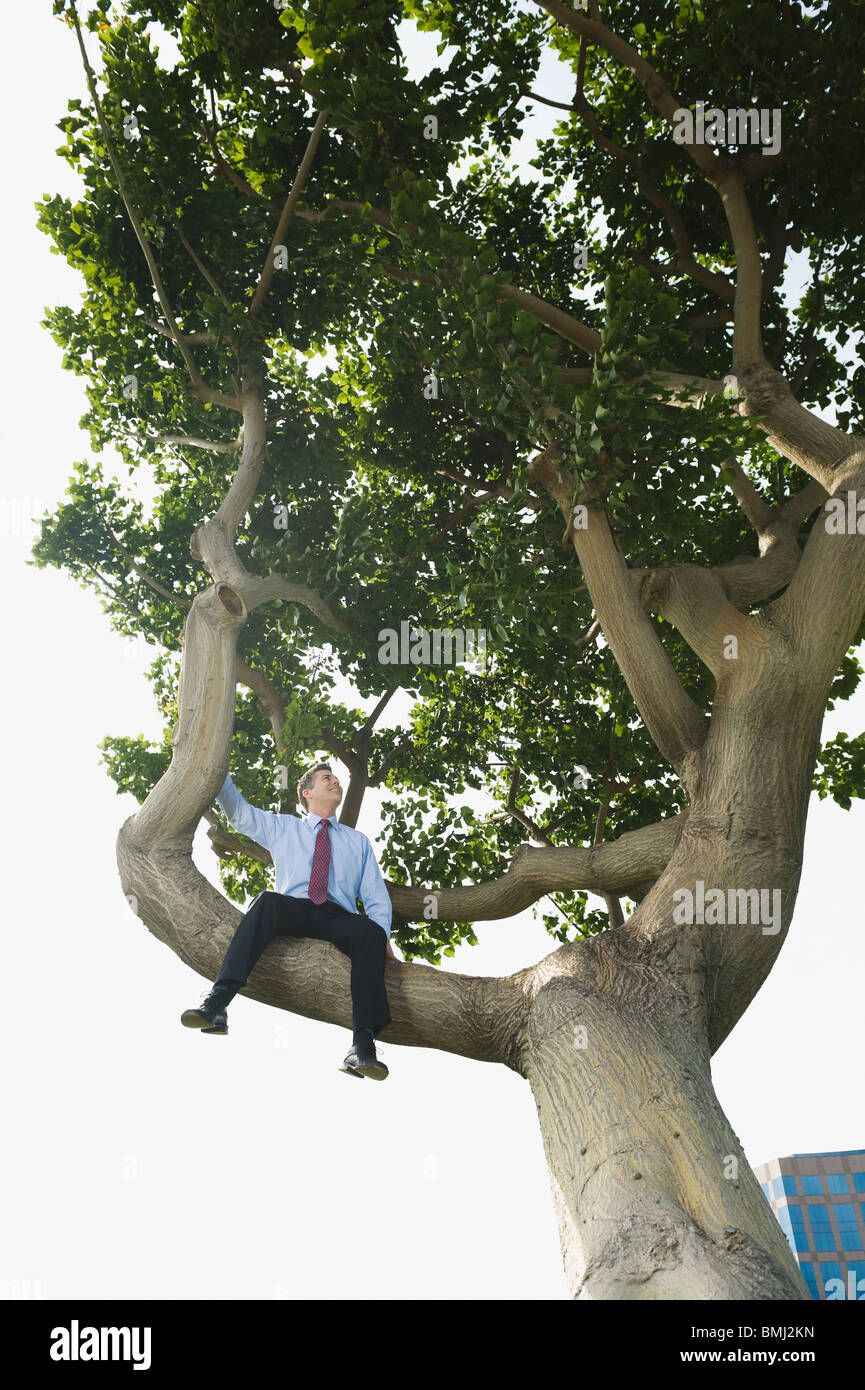 Businessman sitting in tree Banque D'Images