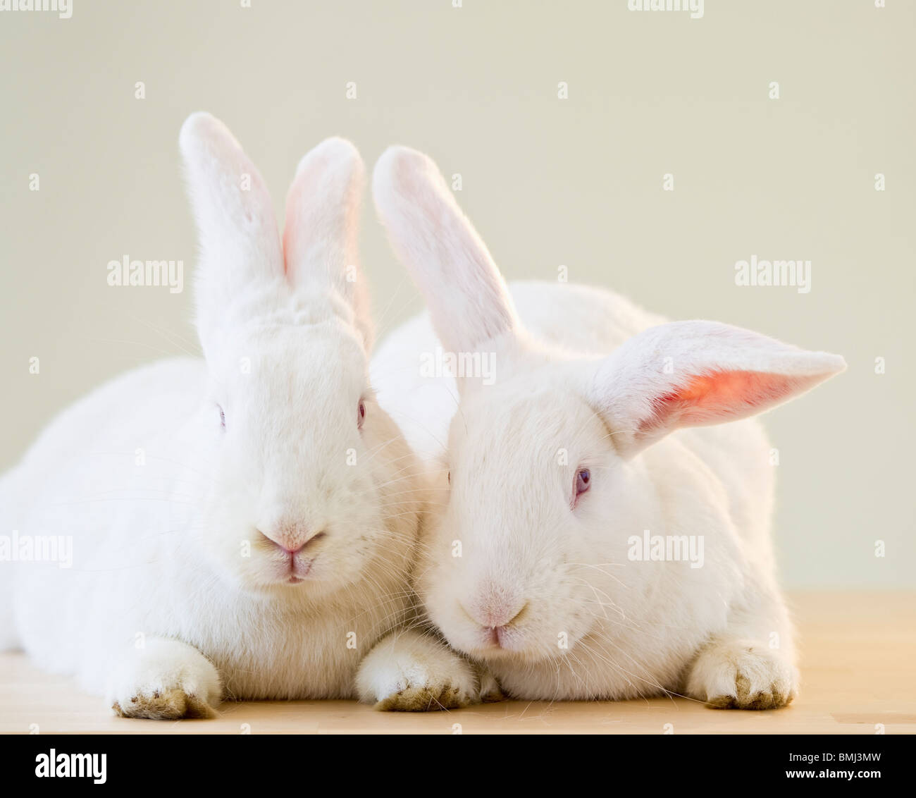 Deux lapins blancs Banque D'Images