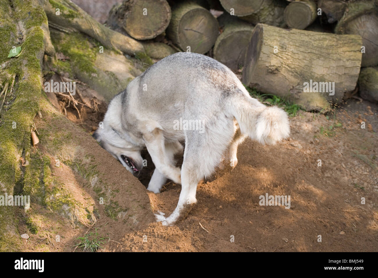 Le Chien (Canis lupus familiaris). La var. race, Husky de Sibérie, de creuser. Banque D'Images