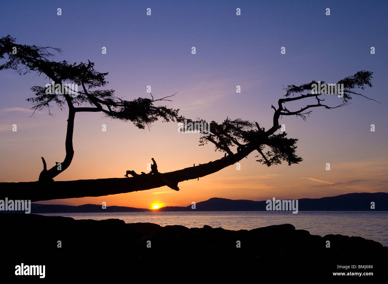 Coucher de soleil sur les îles San Juan et Rosario Strait avec l'arbre penché à Washington Park sur Fidalgo Island, Washington. Banque D'Images