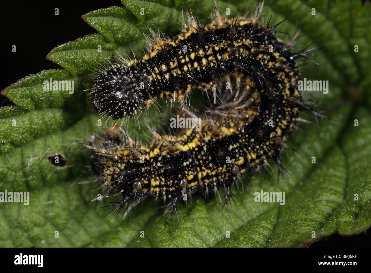 Chenille noire et jaune Banque de photographies et d’images à haute — free download