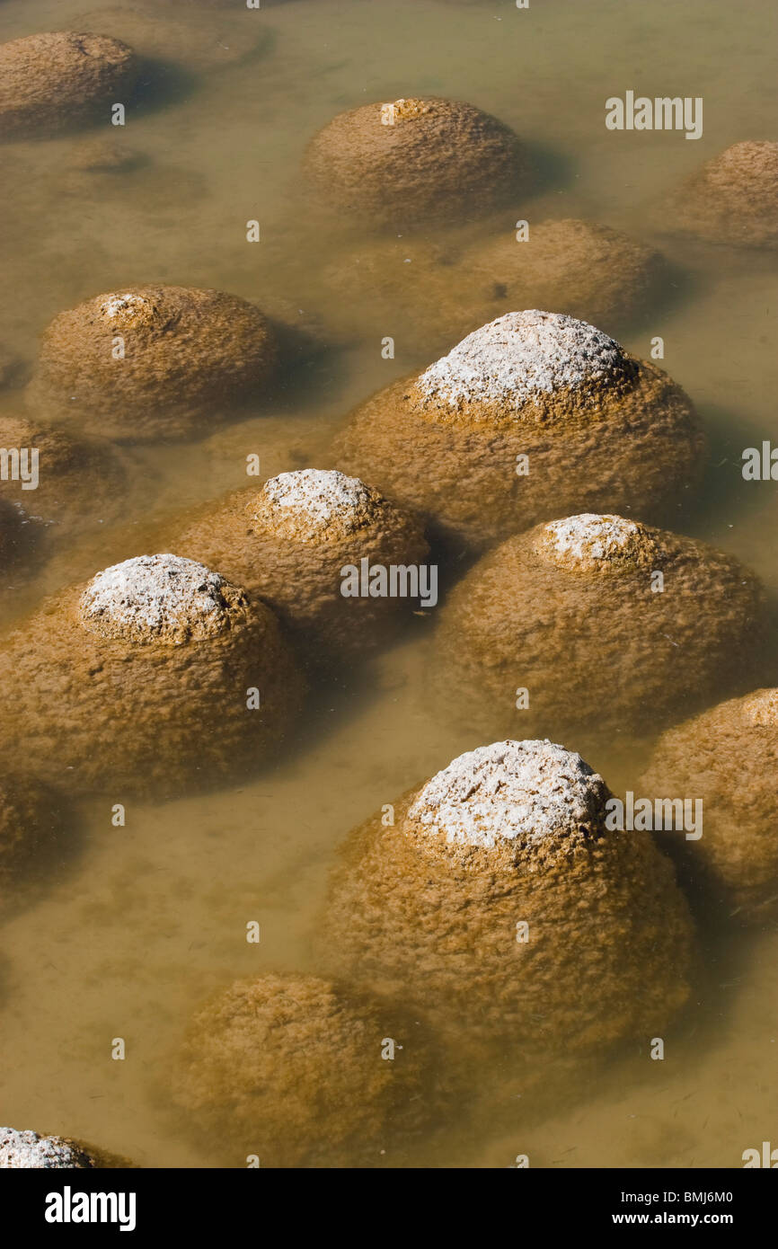 Thrombolites, un variey microbialites de ou 'vivant' rock, le lac Clifton, le Parc National de Yalgorup, Mandurah, Western Australia Banque D'Images