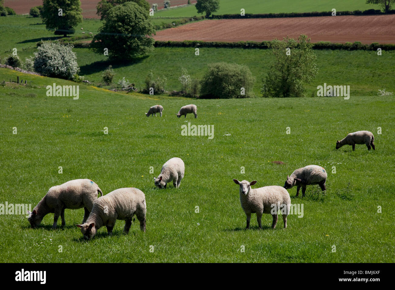 Moutons et agneaux se nourrissant de l'herbe dans les champs à proximité de à Toddington dans les Cotswolds, Gloucestershire, Royaume-Uni. Banque D'Images