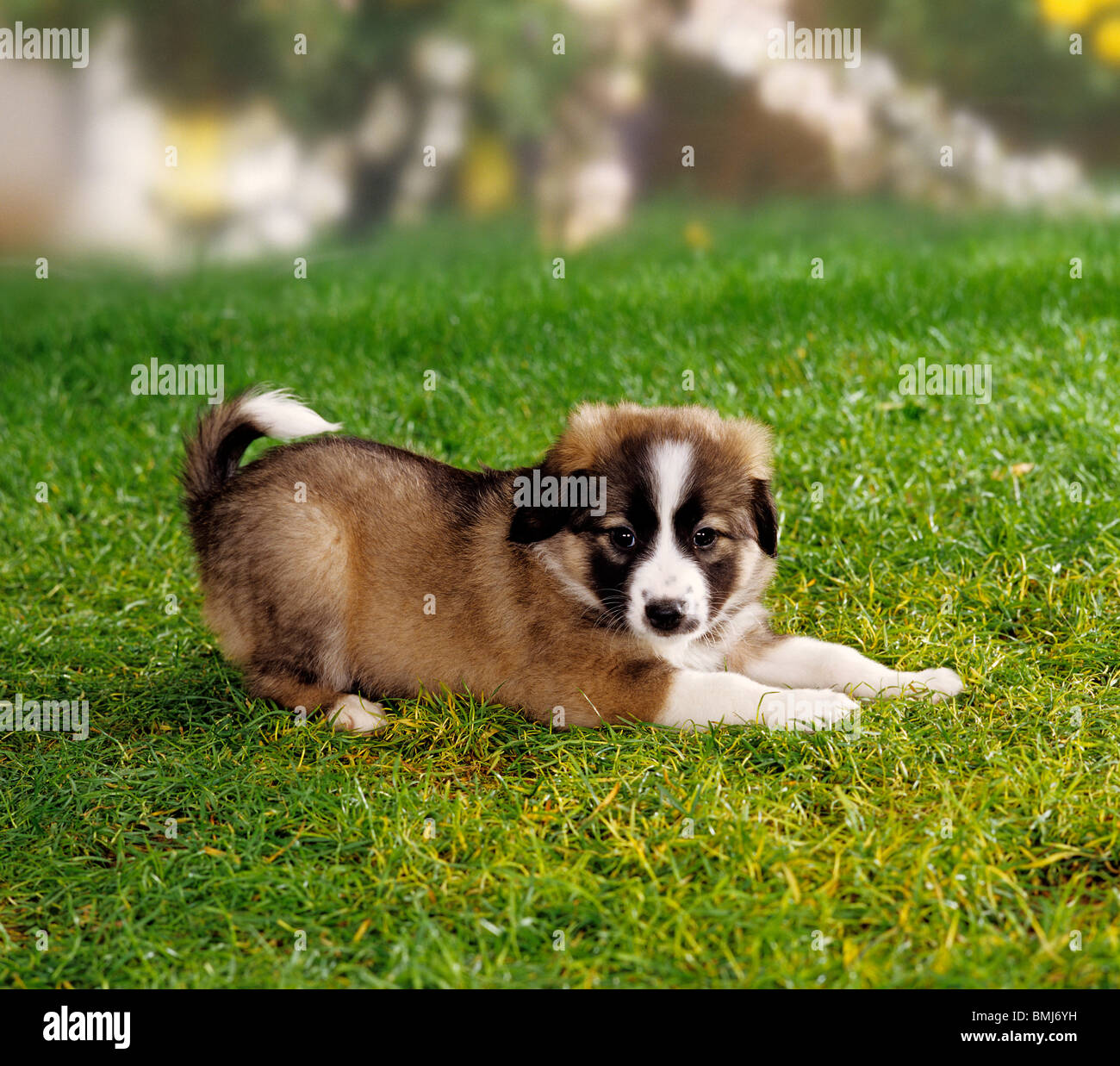 Half Breed dog puppy (5 semaines 1/2) - vouloir jouer Banque D'Images