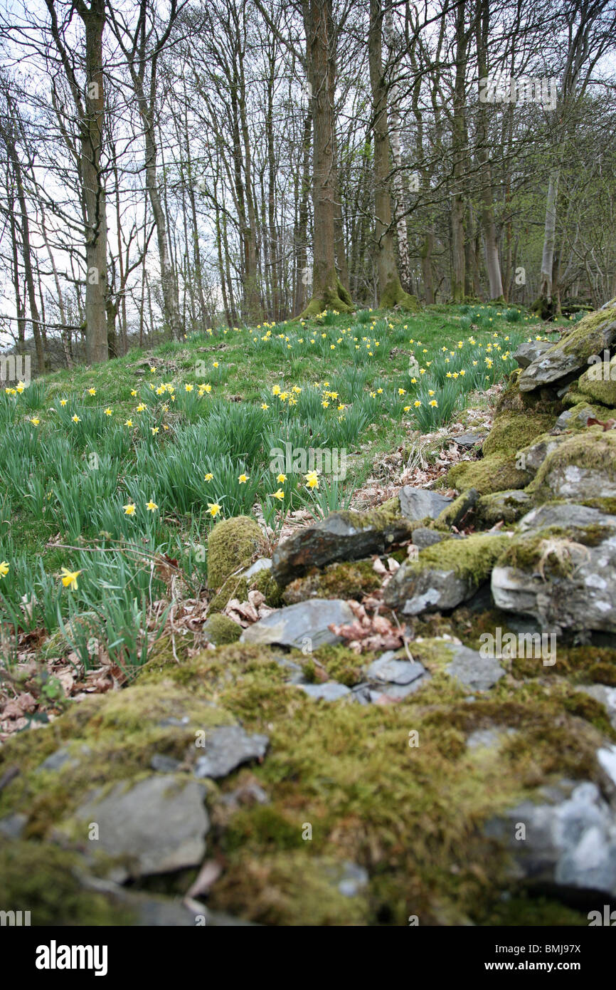 Les jonquilles sauvages dans un bois dans le Lake District Anglais Hartbarrow à grande près de Windermere, Cumbria, Angleterre Banque D'Images