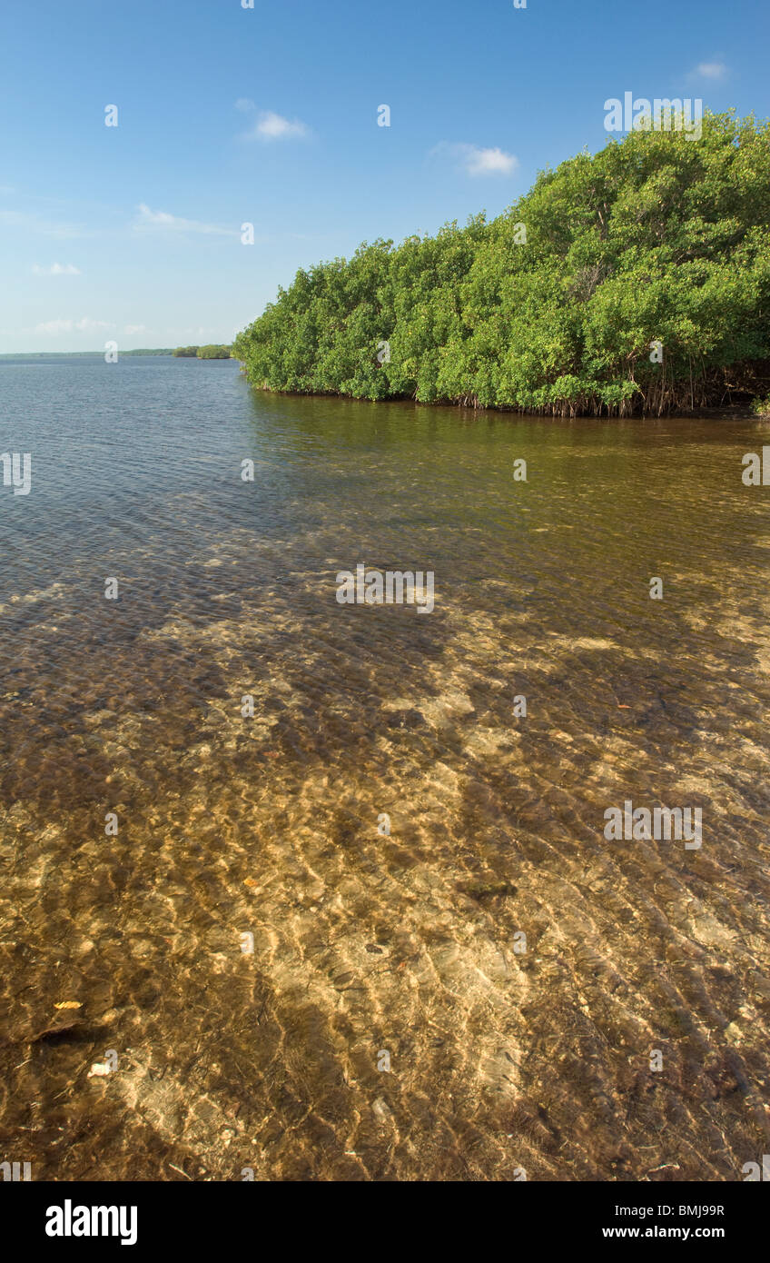 Mangrove rouge le long de la baie de Biscayne en Floride Banque D'Images