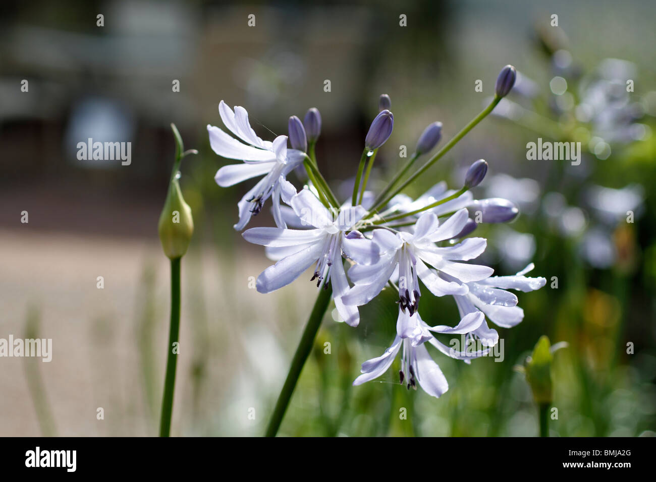 Agapanthus 'rationaliser' (African lily 'rationaliser') 'rationaliser' est une petite plante vivace semi-sempervirente avec des touffes de strap-like, mi-feuilles vert et ouvert, mi-fleur bleue chefs supportés sur de fortes tiges en été au début de l'automne. Banque D'Images