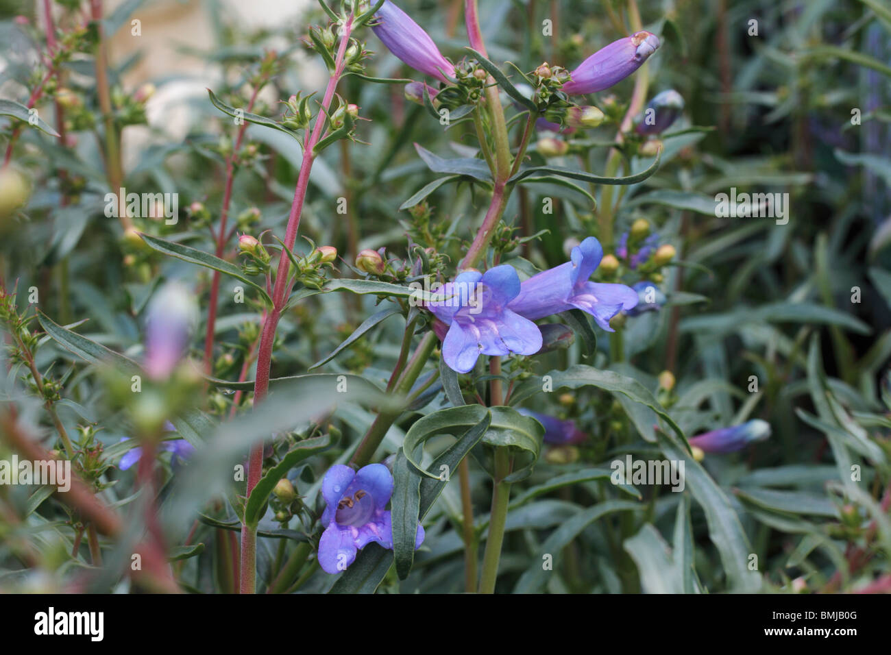 Penstemon heterophyllus 'Electric Blue' (Penstemon 'Electric Blue') 'Electric Blue' est une plante vivace à feuillage vert argenté. À partir du milieu du printemps au début de l'été, elle porte des grappes de fleurs tubulaires, bleu électrique, teinté de violet, sur des tiges rougeâtres. Banque D'Images
