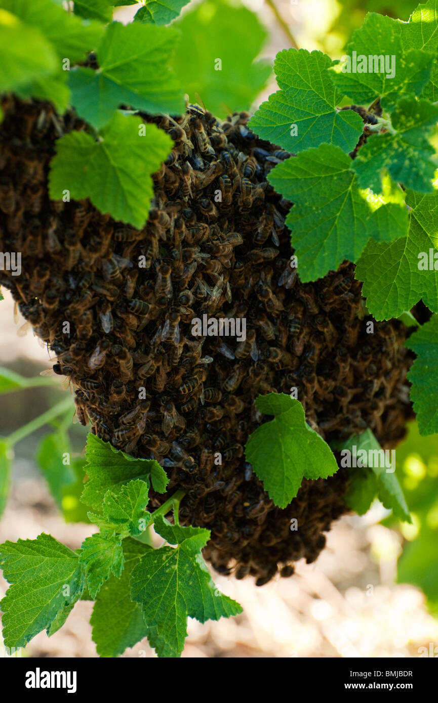 D'un essaim d'abeilles se sont réunis sur une branche d'une groseille à Bush un allotissement organique jardin, Cambridgeshire Banque D'Images
