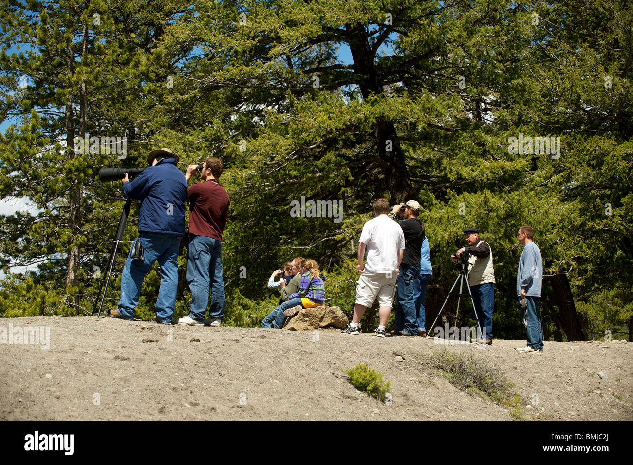 Les touristes observer la faune le long de la route dans le Parc National de Yellowstone. Wyoming, USA Banque D'Images