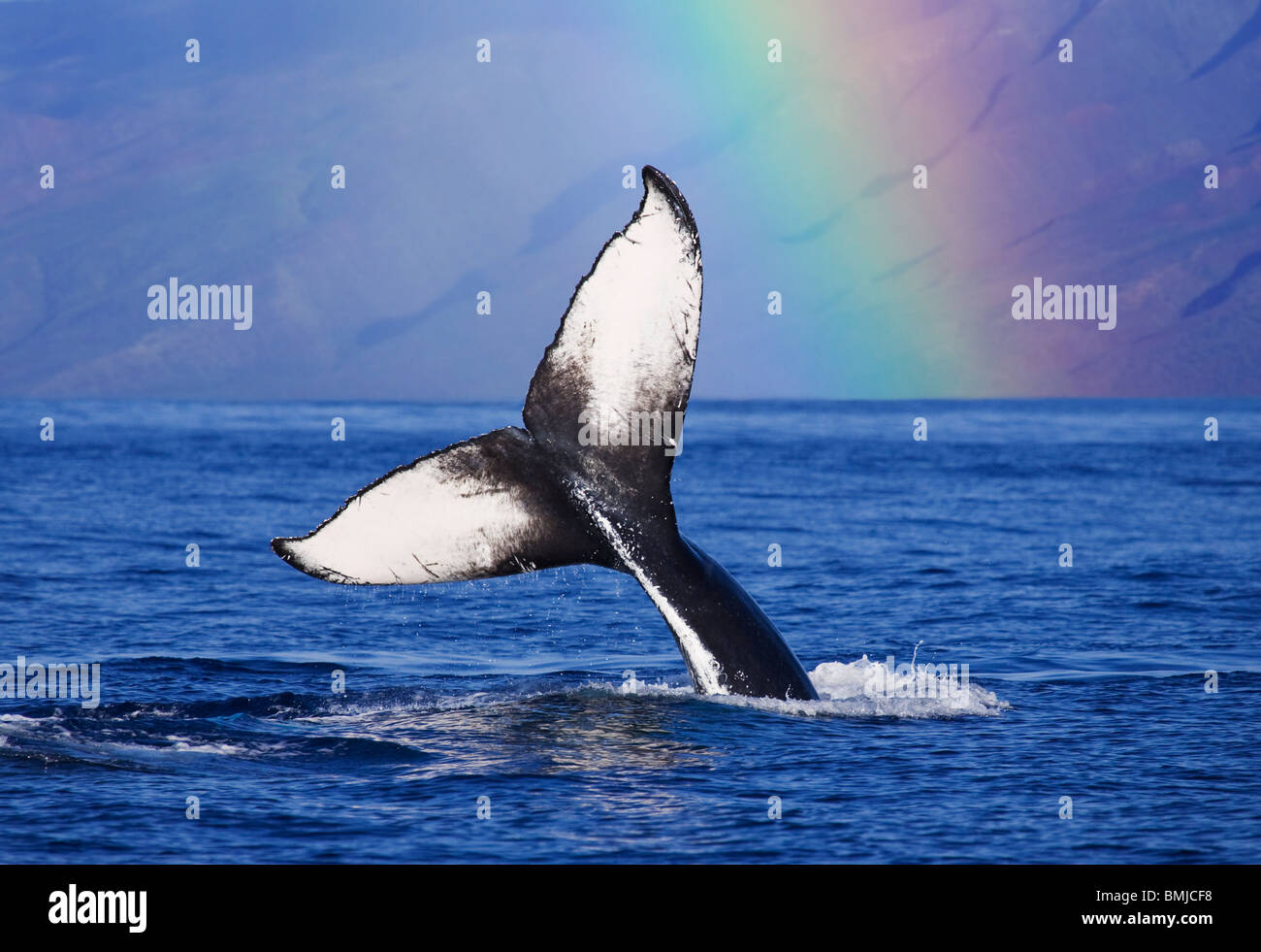Queue de baleine à bosse avec rainbow, Molokai, Hawaï. Banque D'Images