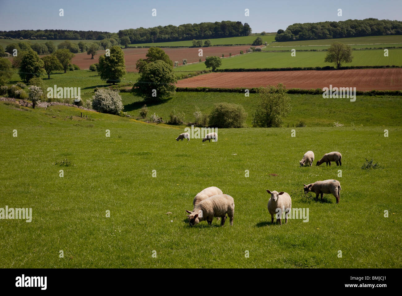 Moutons et agneaux se nourrissant de l'herbe dans les champs à proximité de à Toddington dans les Cotswolds, Gloucestershire, Royaume-Uni. Banque D'Images