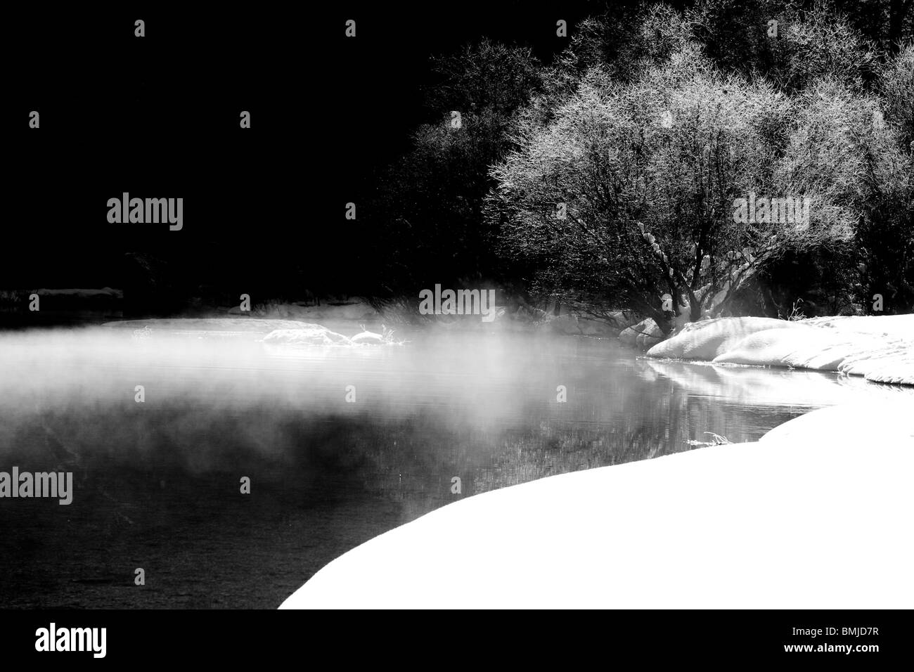 La brume se lève au large de la rivière Merced et enveloppes un arbre couvert de neige dans la vallée de Yosemite. Banque D'Images