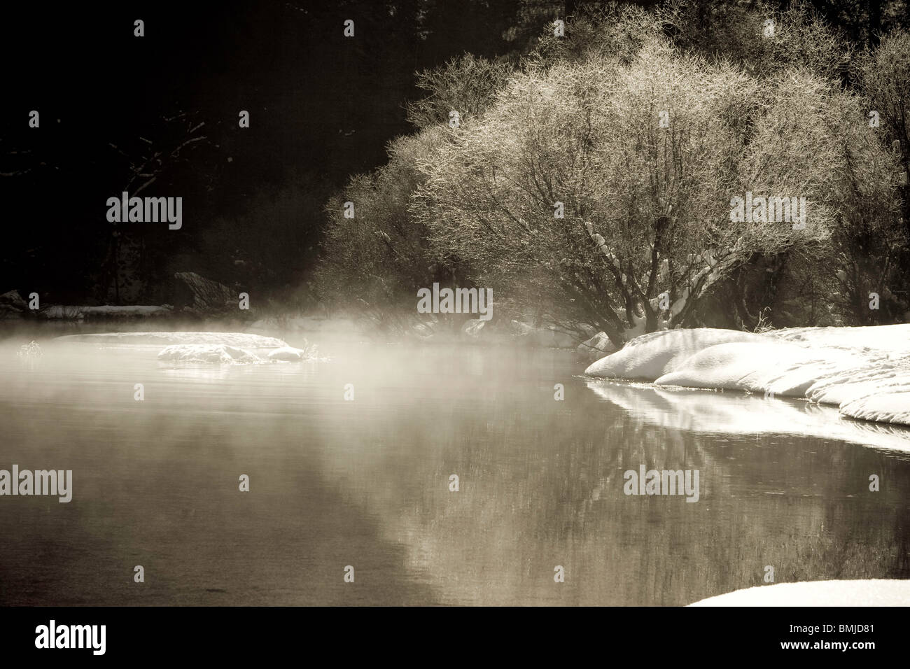 La brume se lève au large de la rivière Merced et enveloppes un arbre couvert de neige dans la vallée de Yosemite. Banque D'Images