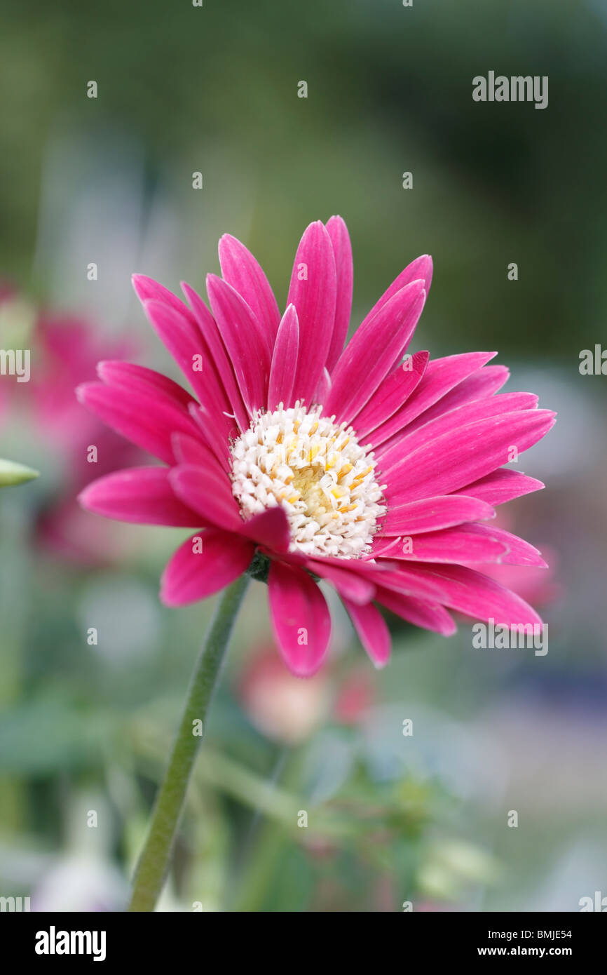 'Gerbera Gerbera Everlast Carmine' Hardy avec de grands espaces verts comme les feuilles de pissenlit. Appuyer de grandes tiges robustes de type marguerite rouge plante vivace Banque D'Images