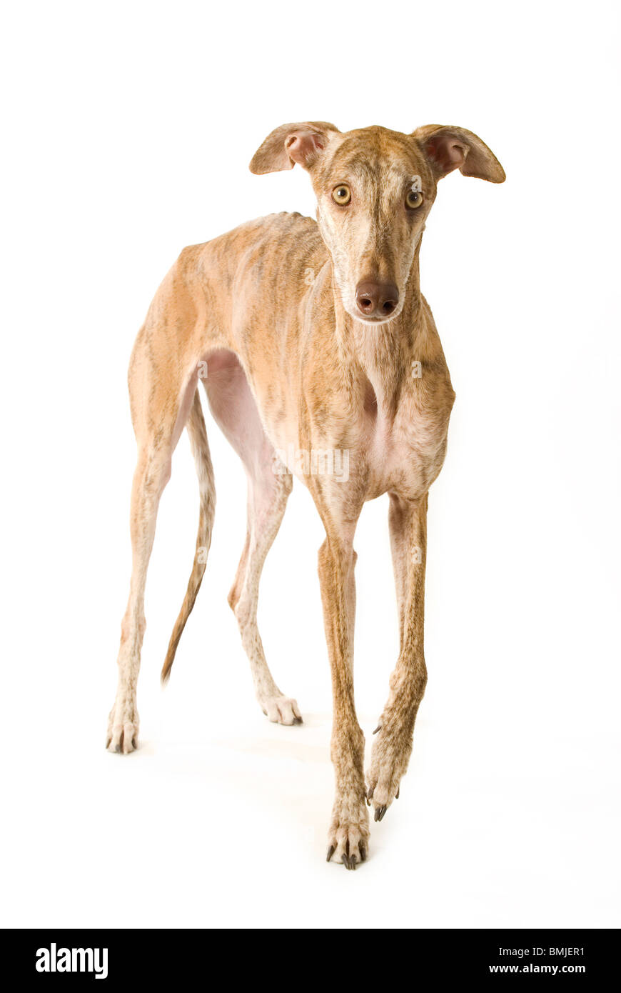 L Espagnol Greyhound dog - debout - cut out Banque D'Images