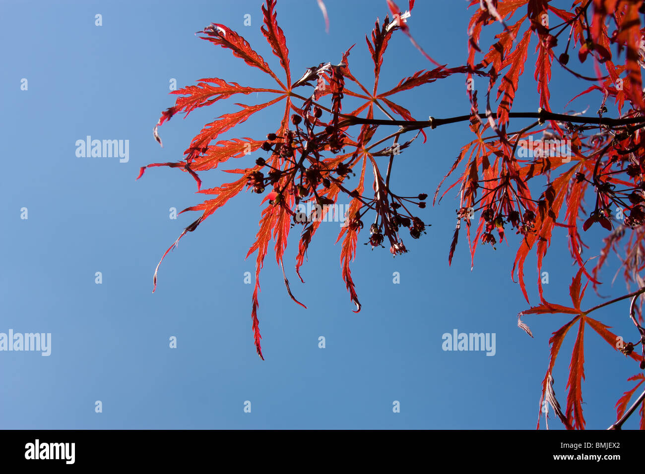 Le rouge vif des feuilles d'Acer japonais contre rétroéclairé vivid ciel bleu clair. Banque D'Images