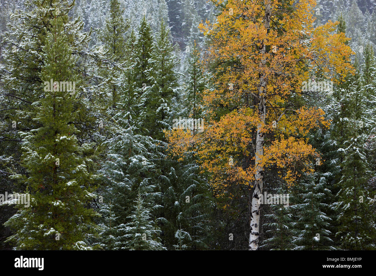 Couleurs d'automne des trembles dans la neige, nr Muleshoe, Bow Valley Parkway, Banff National Park, Alberta, Canada Banque D'Images