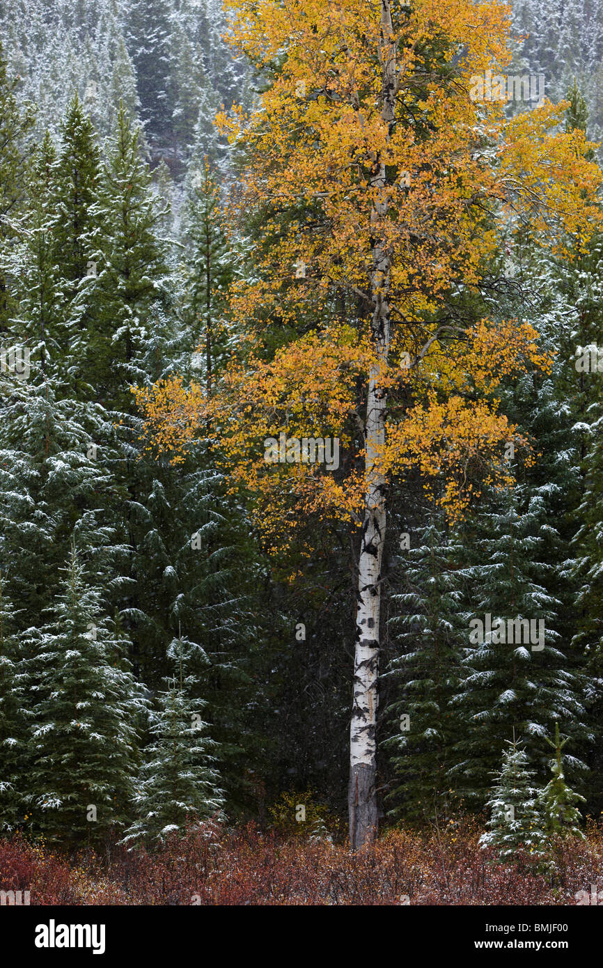 Couleurs d'automne des trembles dans la neige, nr Muleshoe, Bow Valley Parkway, Banff National Park, Alberta, Canada Banque D'Images