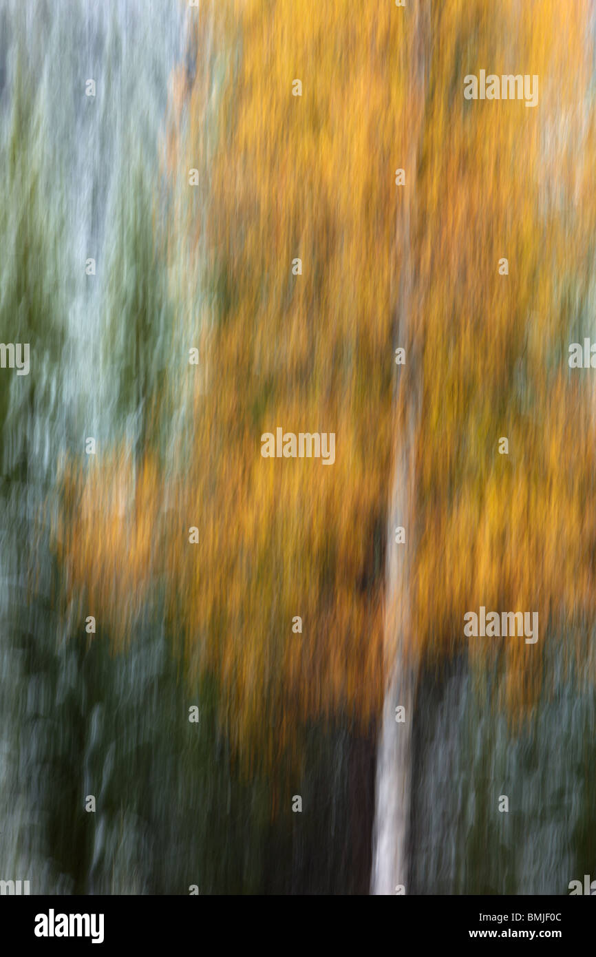 Couleurs d'automne près de Muleshoe, Bow Valley, Banff National Park, Alberta, Canada Banque D'Images
