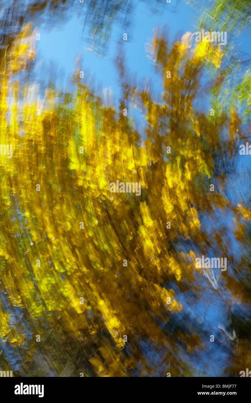 Flou de mouvement circulaire sur les couleurs d'automne et de trembles, Jasper National Park, Alberta, Canada Banque D'Images