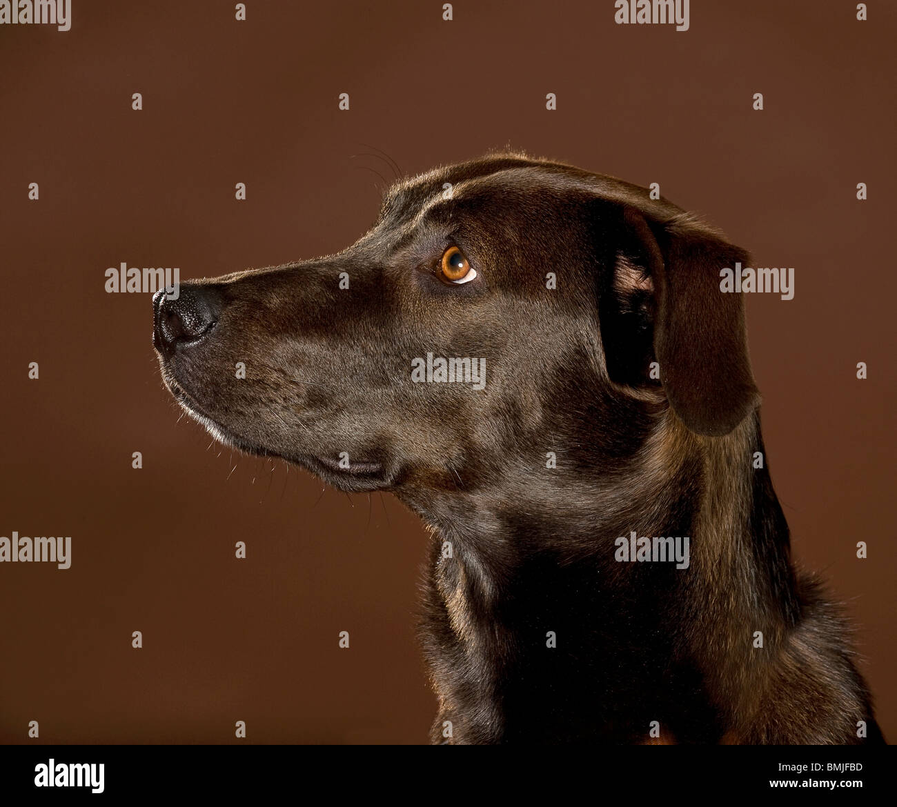 Half Breed chien (Braque Allemand/Harz chien Fox) - portrait - Alerte Banque D'Images