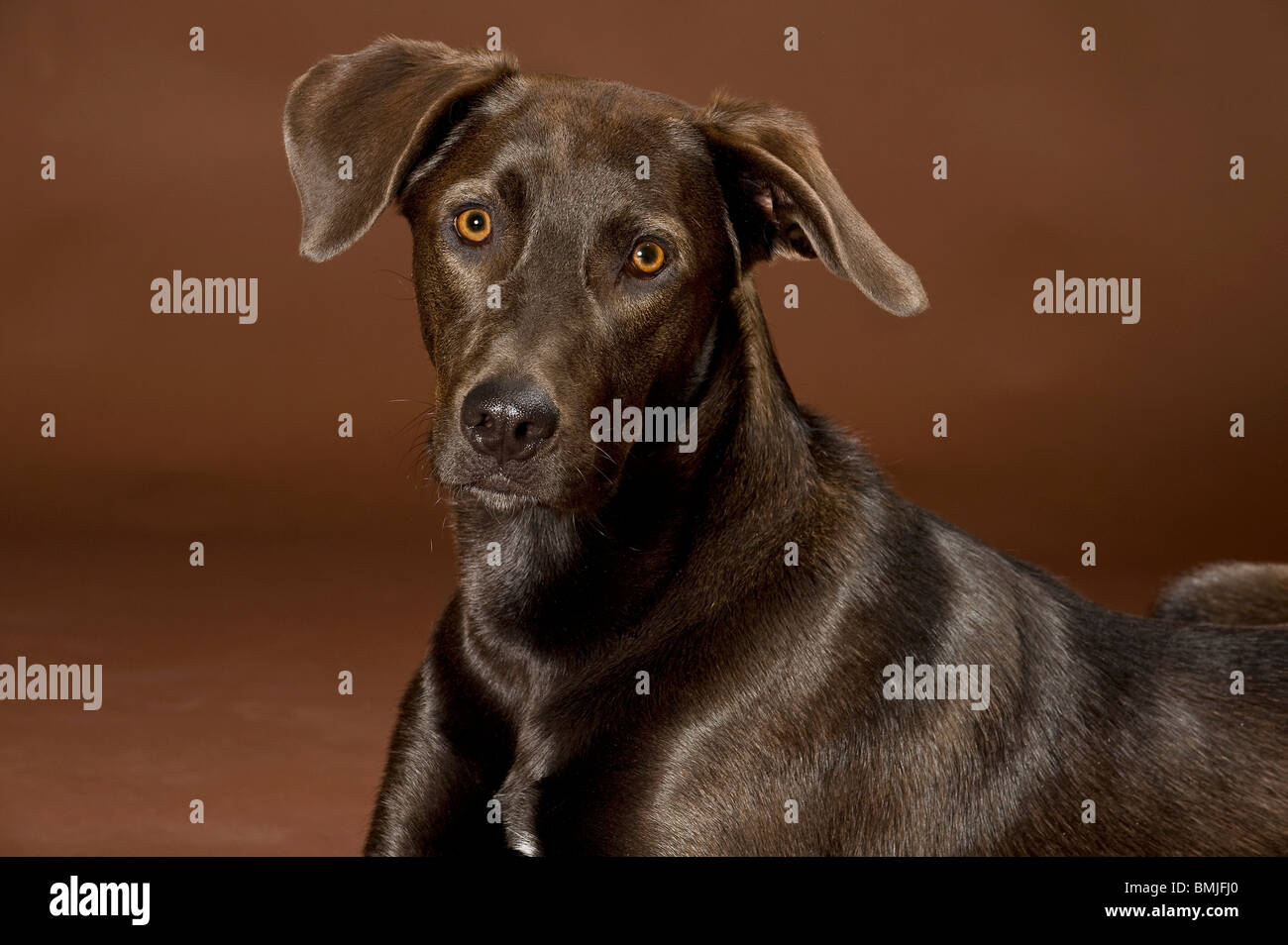 Half Breed chien (Braque Allemand/Harz) - portrait de chien Fox Banque D'Images