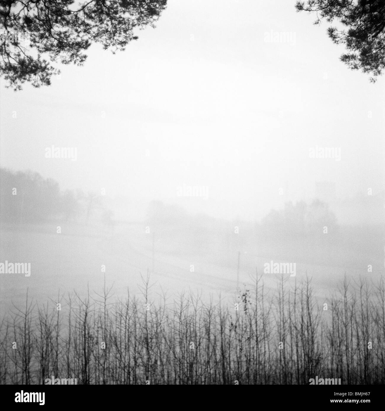 Vue de la forêt de brouillard en hiver Banque D'Images