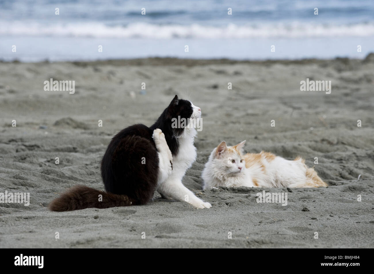 Chat domestique Deux chats sur une plage Banque D'Images