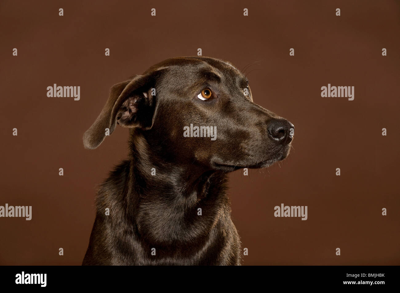 Half Breed chien (Braque Allemand/Harz chien Fox) - portrait - incertain Banque D'Images