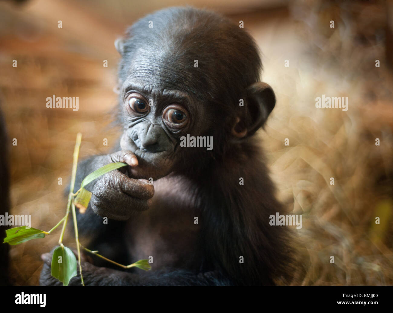 Mignon bébé singe Bonobo (pan paniscus) Banque D'Images