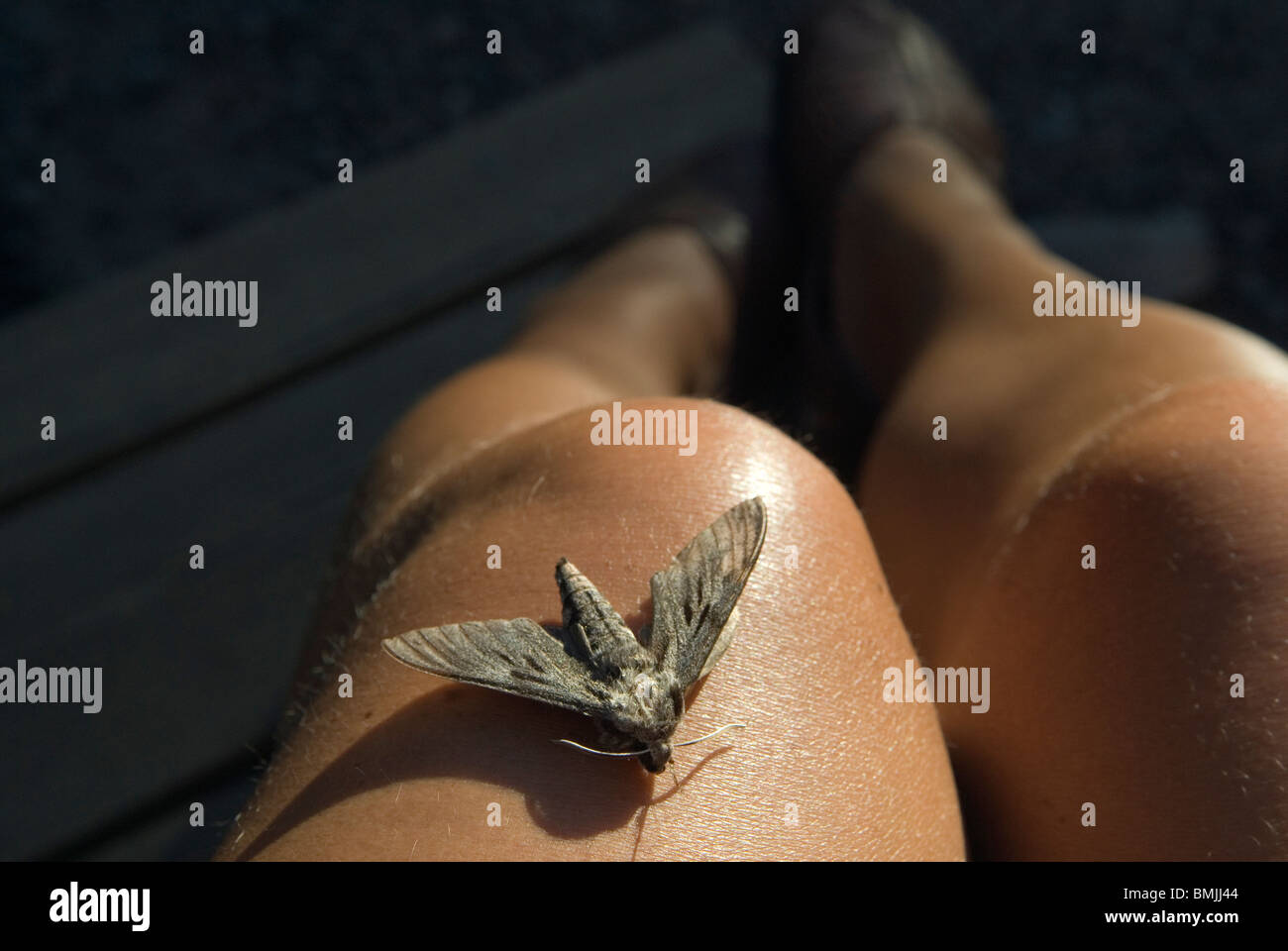 Papillon sur la jambe, close-up Banque D'Images