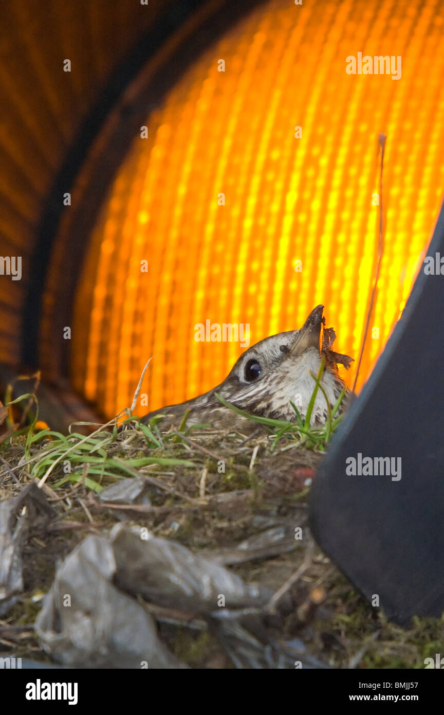 Mistle Thrush Turdus viscivorus nichant en feu Glasgow Scotland UK Banque D'Images