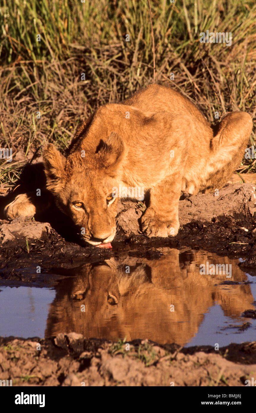 Botswana : Delta de l'Okavango, Chef's Island, Mombo Camp, Bnear-adulte lion cub à trou d'eau Banque D'Images