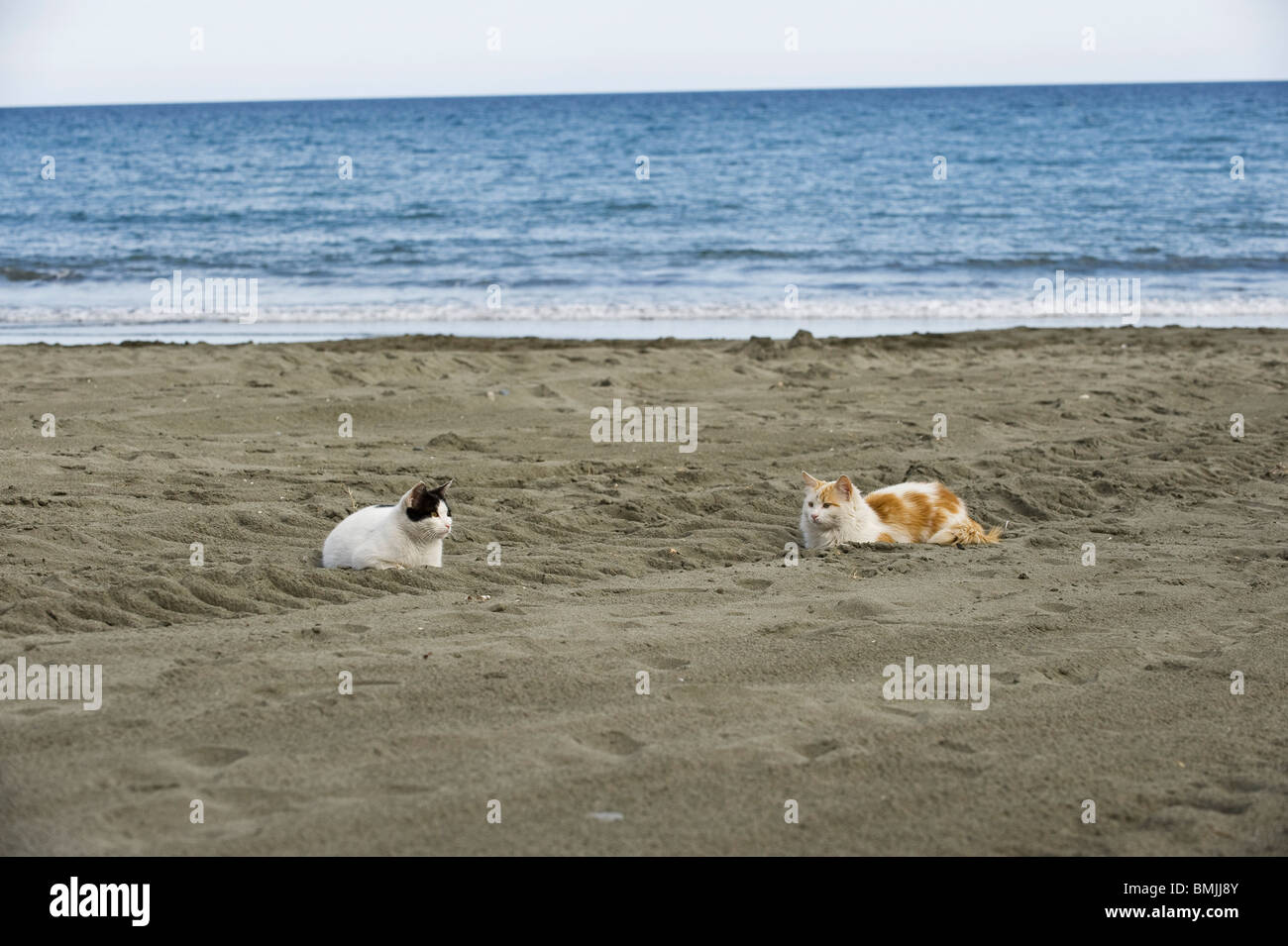 Chat domestique Deux chats sur une plage Banque D'Images