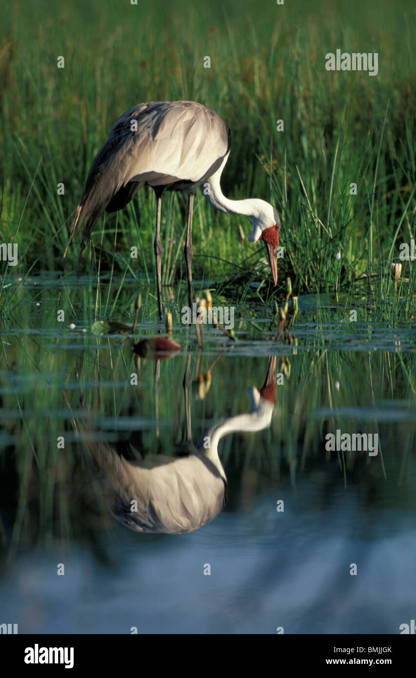 Le Botswana, Moremi, la grue caronculée (Bugeranus) carunculatis dans le long de la rivière Khwai piscine au lever du soleil Banque D'Images