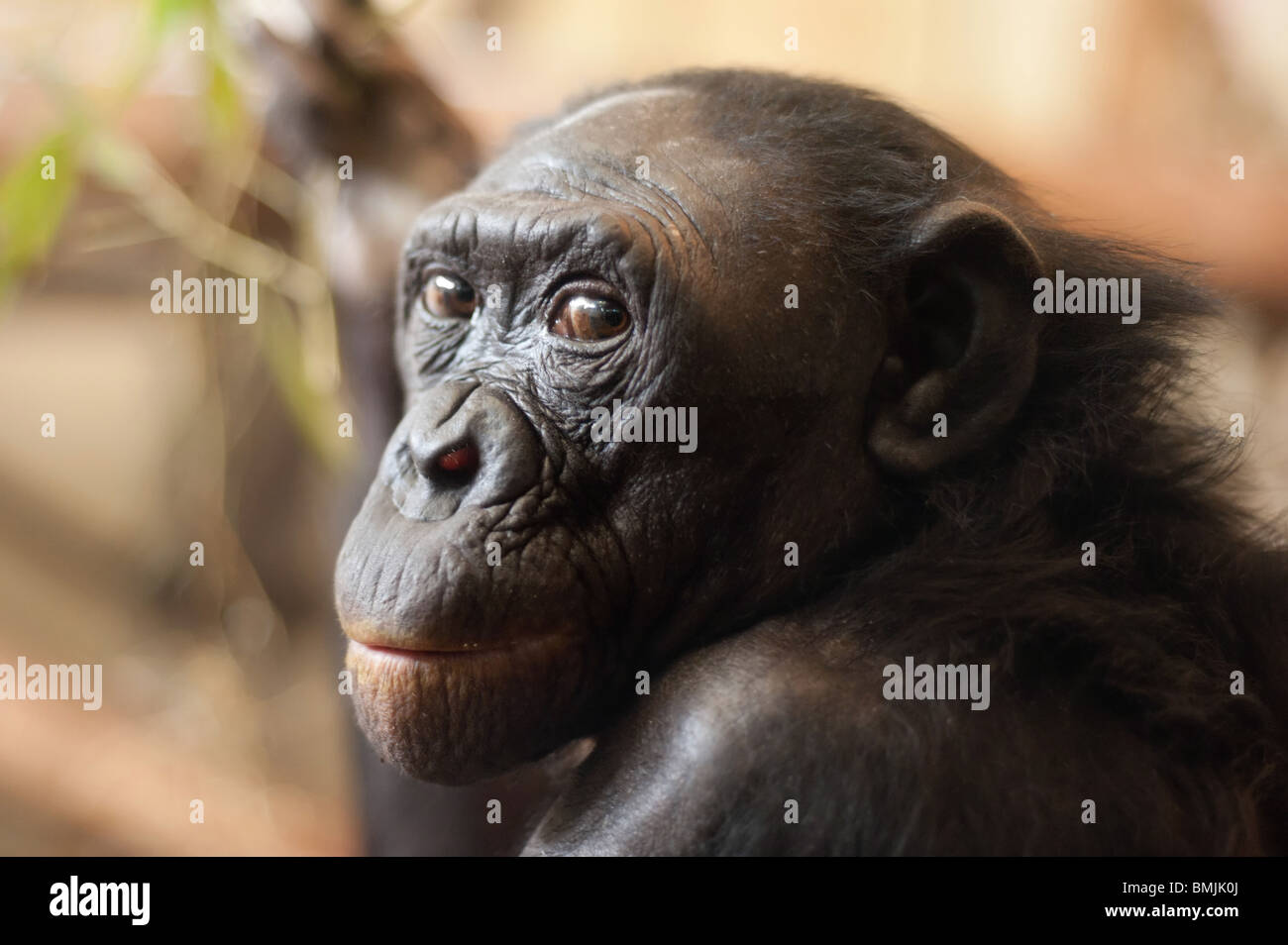 Portrait d'un singe Bonobo (pan paniscus) Banque D'Images