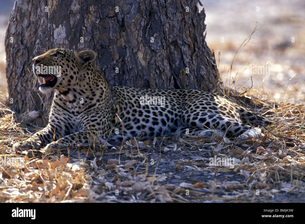 Le Botswana, Moremi, mâle adulte, Leopard (Panthera pardus) repose à l'ombre de l'arbre près de la rivière Khwai Banque D'Images