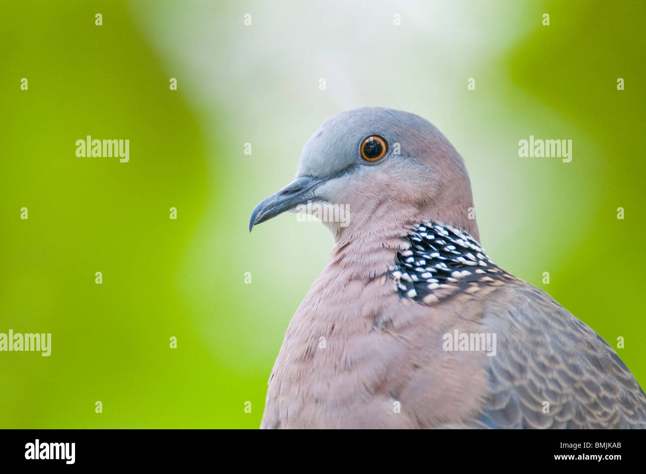 Zebra Dove Dove Geopelia striata ou Pacifique Hong Kong Park en captivité Banque D'Images