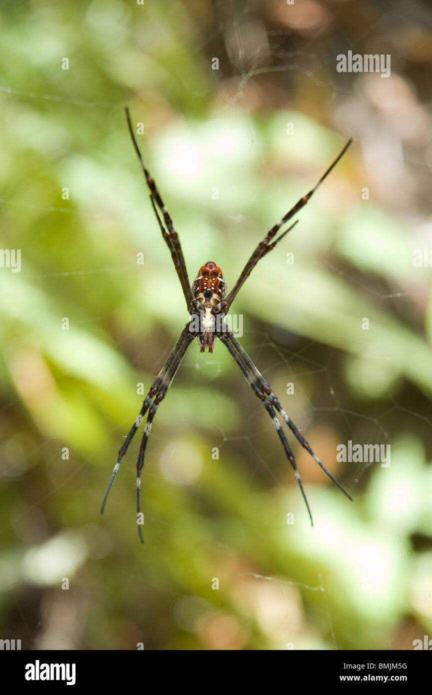 Saint Andrew's Cross spider Argiope Keyserlingi Australie Banque D'Images