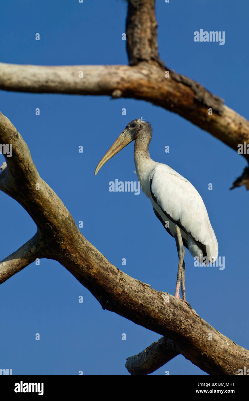 Une cigogne ibis dans un arbre mort Banque D'Images