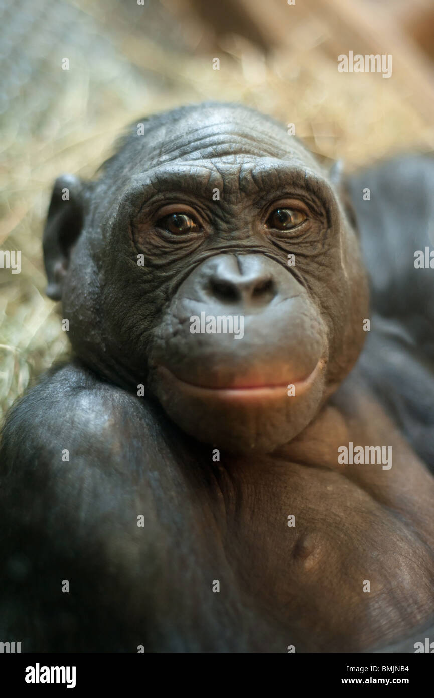Portrait d'un singe Bonobo (pan paniscus) Banque D'Images