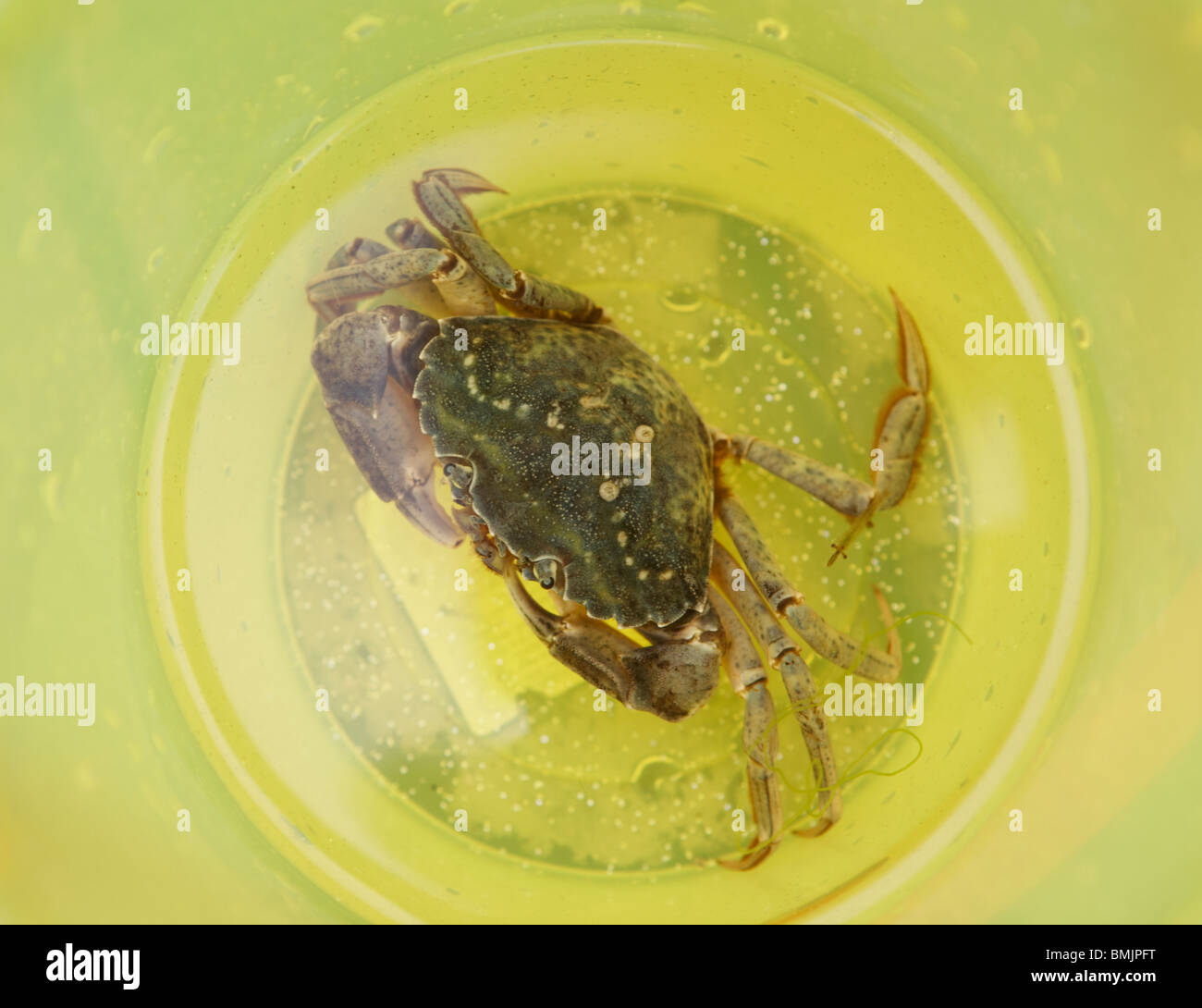 La Scandinavie, Suède, Sweden, le crabe dans la benne jaune, overhead view Banque D'Images