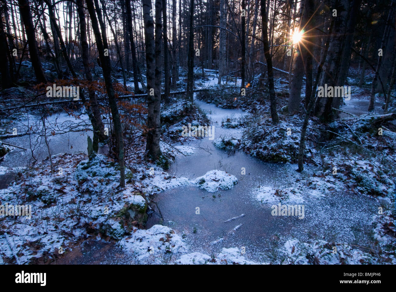 La Scandinavie, Suède, Pays-Bas, vue de la forêt en hiver Banque D'Images
