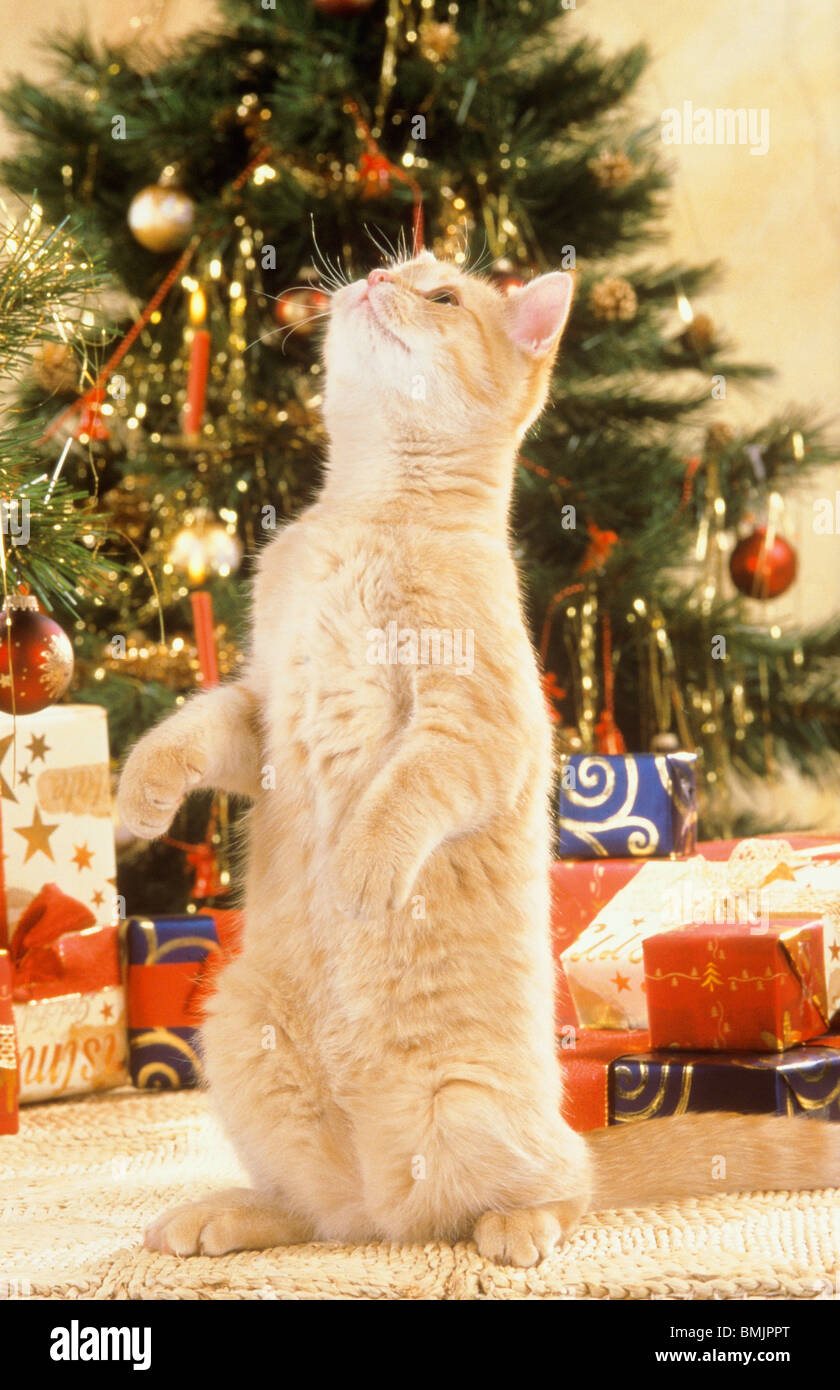 Noël : jeune chat sur pattes arrière à côté d'un arbre de Noël Banque D'Images