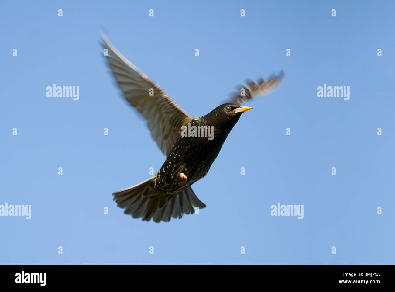 La Scandinavie, la Suède, l'Oland, Starling oiseaux flying in sky Banque D'Images