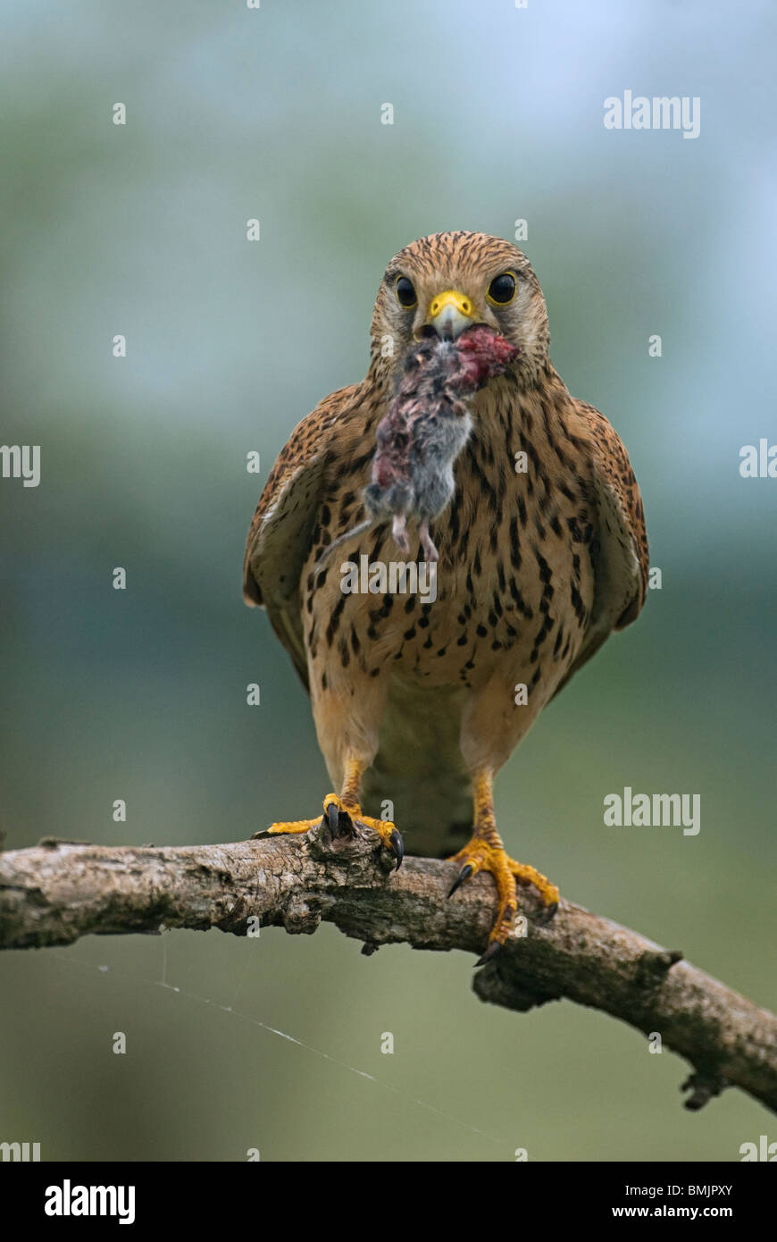 L'Europe, la Hongrie, Kestrel holding mousein bouche, close-up Banque D'Images