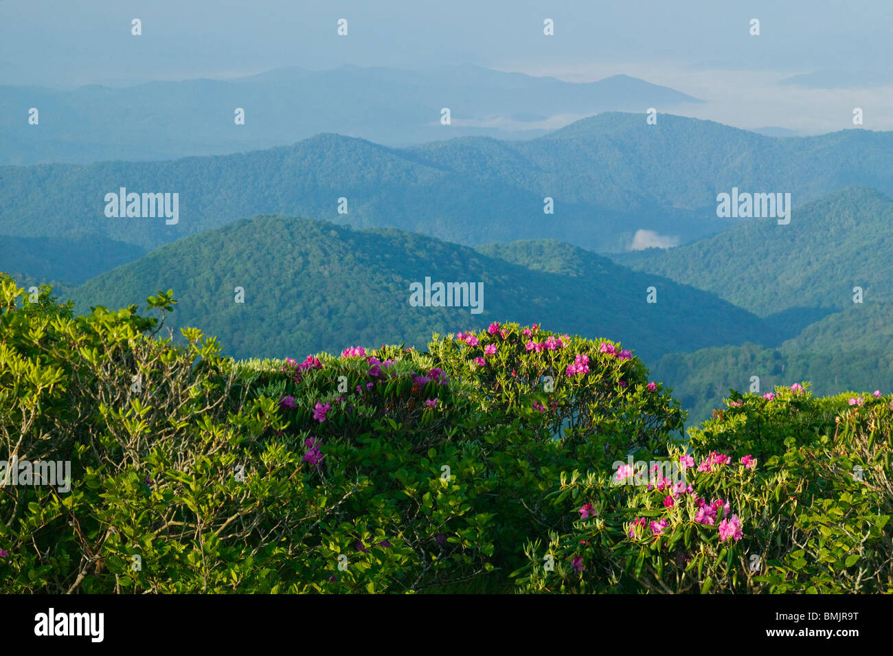 Rhododendron dans un paysage de montagne Banque D'Images