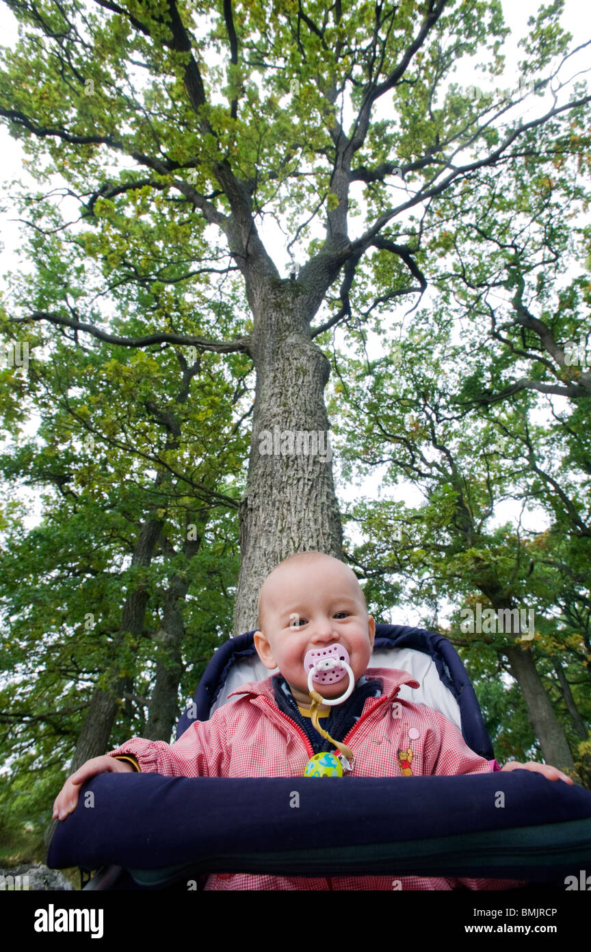 Bebe Arbre De Chene Quercus Robur Photo Stock Alamy